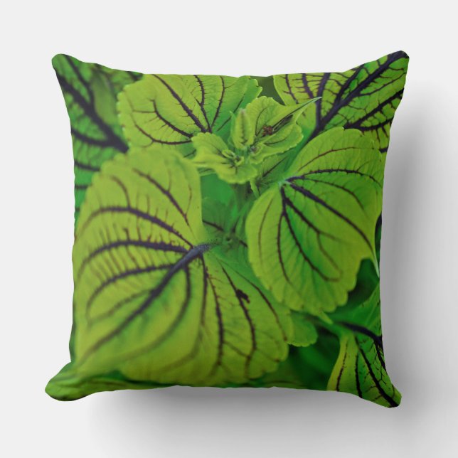 Coussin feuillu vert de coleus (Recto)