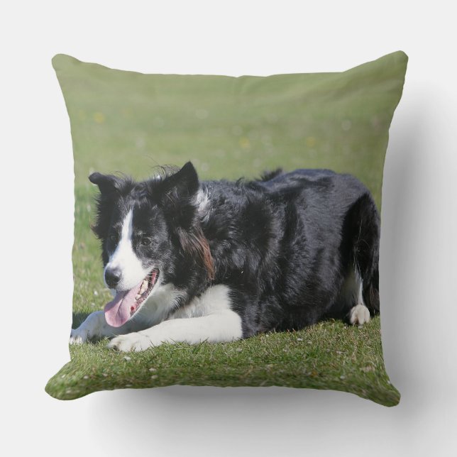 Coussin Fixation de border collie (Recto)