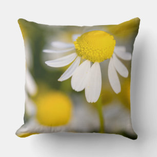 Coussin Fleur de camomille en gros plan, Hongrie