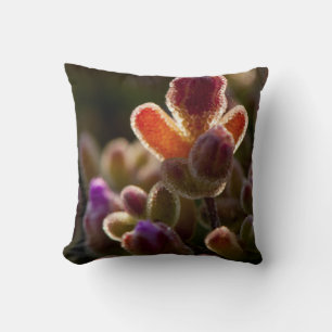Coussin Fleur de succulente colorée en contre-jour avec bo