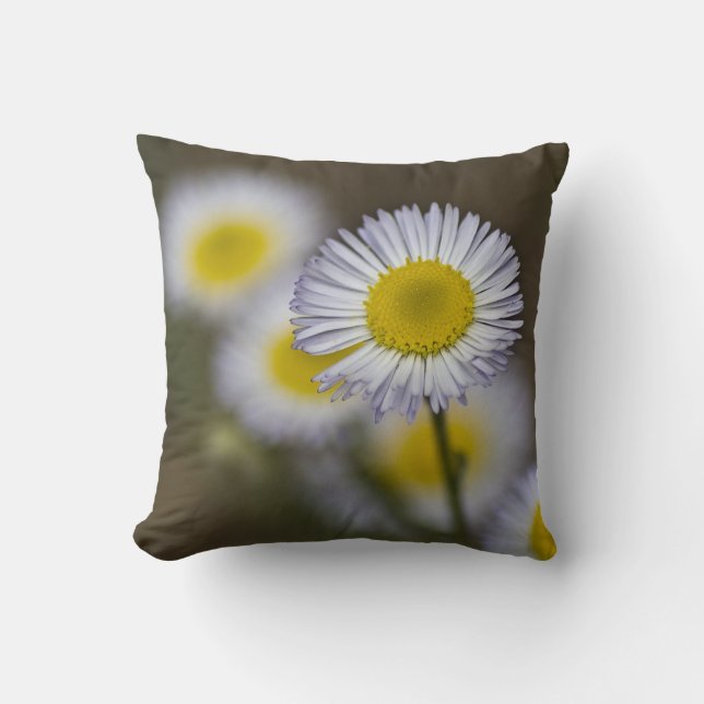 COUSSIN FLEUR SAUVAGE 7 (Recto)