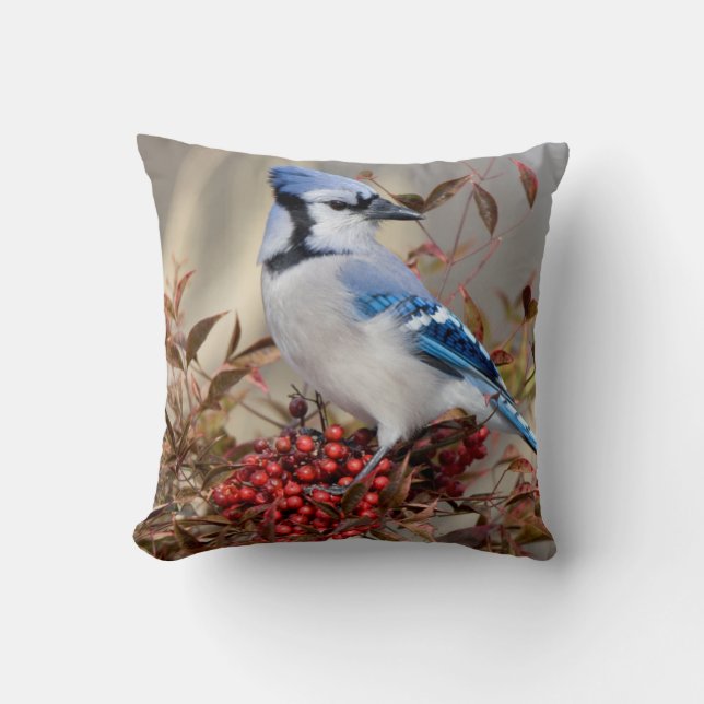 Coussin Geai bleu dans le bambou céleste Nandina (Recto)