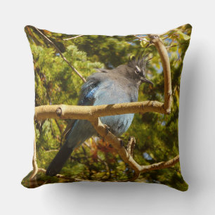 Coussin Geai de Steller au parc national de Rocky Mountain