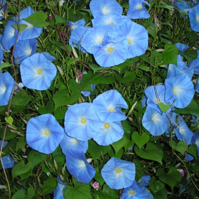Coussin Glories du matin ! (Créateur téléchargé)