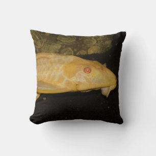 Coussin Glyptoperichthys gibbiceps