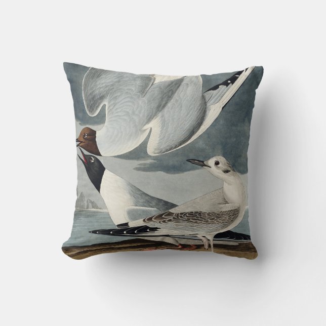 Coussin Goéland bonapartien des oiseaux d'Amérique (Recto)