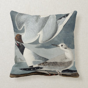 Coussin Goéland bonapartien des oiseaux d'Amérique