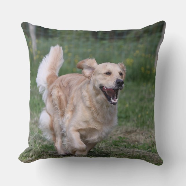 Coussin Golden retriever courant 1 (Recto)
