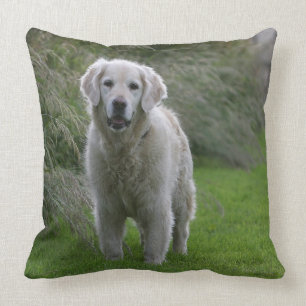 Coussin Golden retriever courant 2
