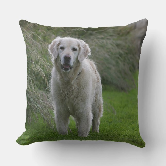 Coussin Golden retriever courant 2 (Recto)