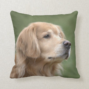 Coussin Golden retriever en plan rapproché