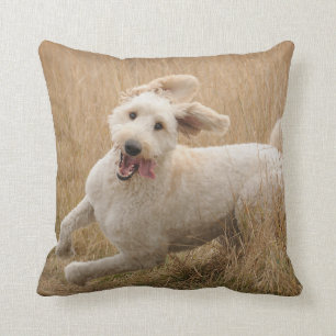 Coussin Goldendoodle traverse l'herbe