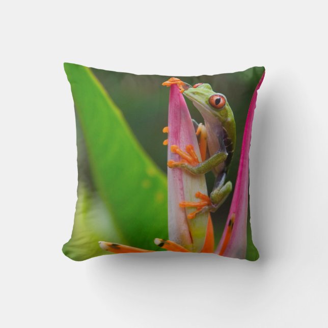 Coussin Grenouille aux yeux rouges, Costa Rica (Recto)