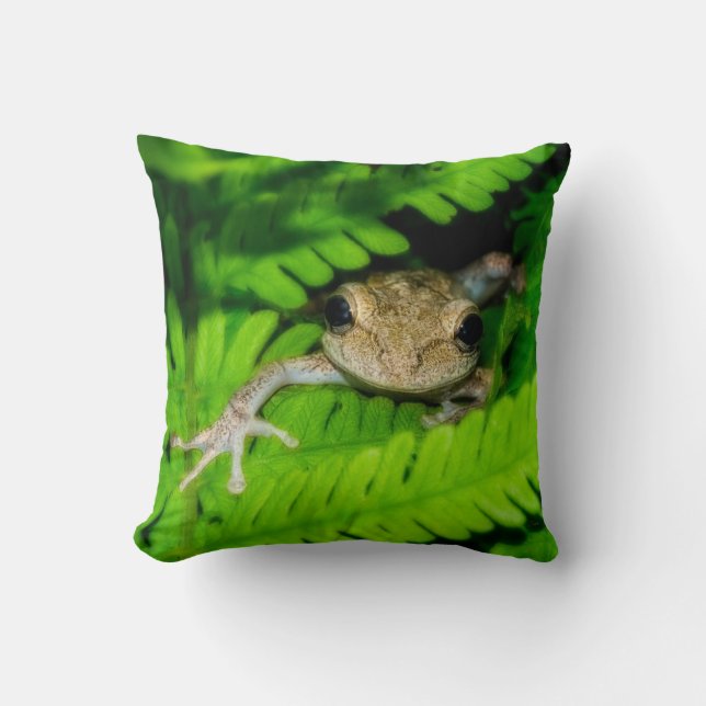 Coussin Grenouille d'arbre (Recto)
