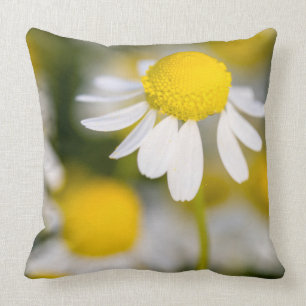 Coussin Gros plan de la fleur chamomile, Hongrie
