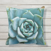 Gros plan sur une succulente