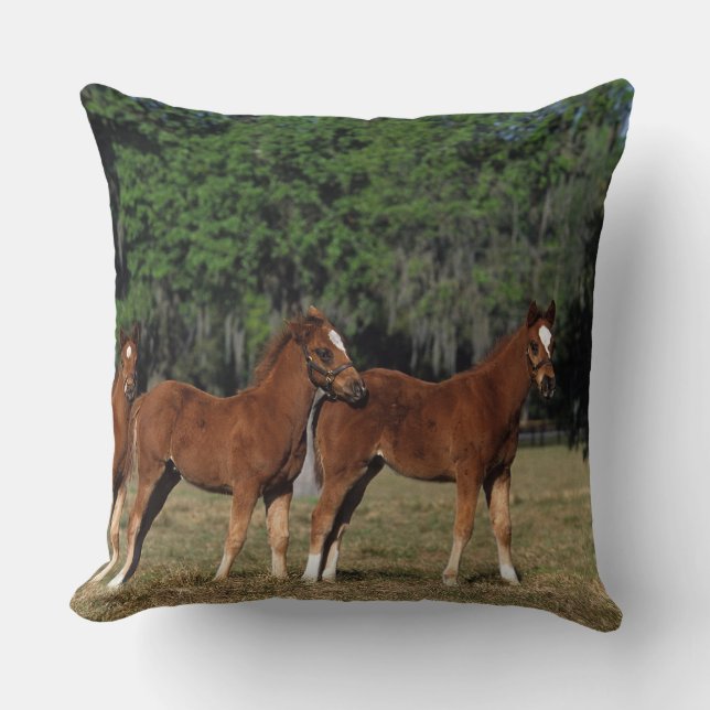 Coussin Groupe de poulains de pur sang (Recto)