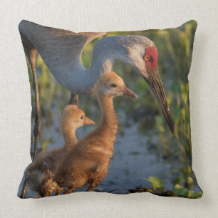 Coussin Grue de Sandhill avec poussins, Floride