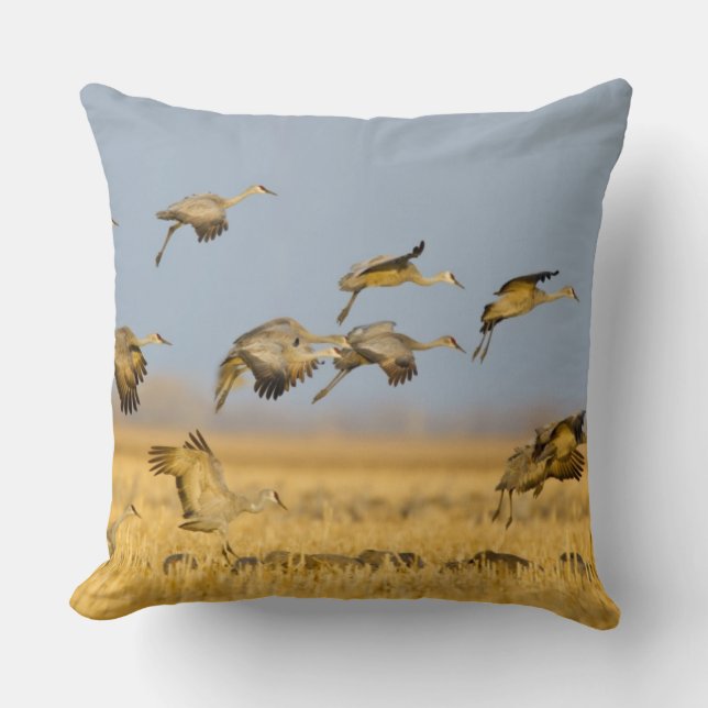Coussin Grues du Canada atterrissent dans des champs de ma (Recto)