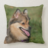 Coussin Observation de Pomeranian