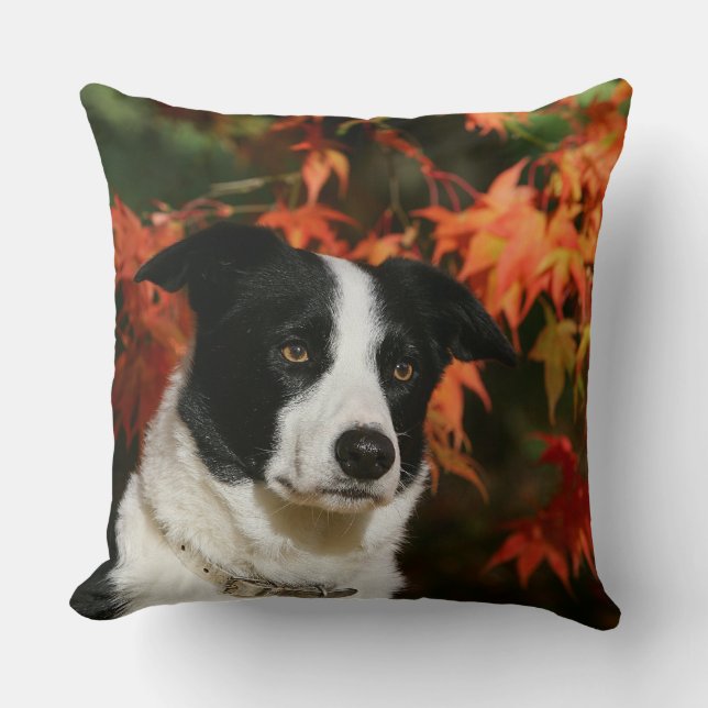 Coussin Headshot d'automne de border collie (Recto)