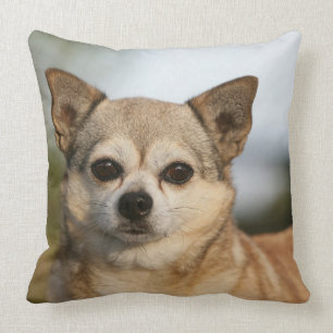 Coussin Headshot de chiwawa