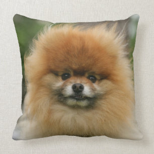 Coussin Headshot de Pomeranian regardant l'appareil-photo
