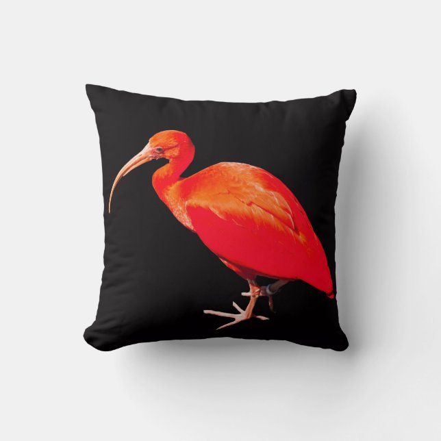 Coussin Ibis écarlet (Recto)