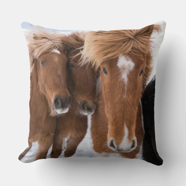 Coussin Icelandic Horses nuzzle (Recto)