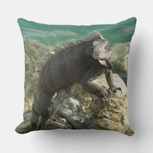 Coussin Iguane sur les rochers à St. Thomas