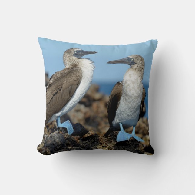 Coussin Îles Galapagos, île d'Isabela (Recto)