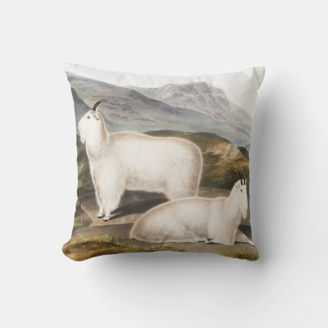Coussin Illustration de la chèvre des Rocheuses (Capra Ame (Recto)