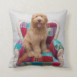 Coussin Images de Getty   Goldendoodle mignon