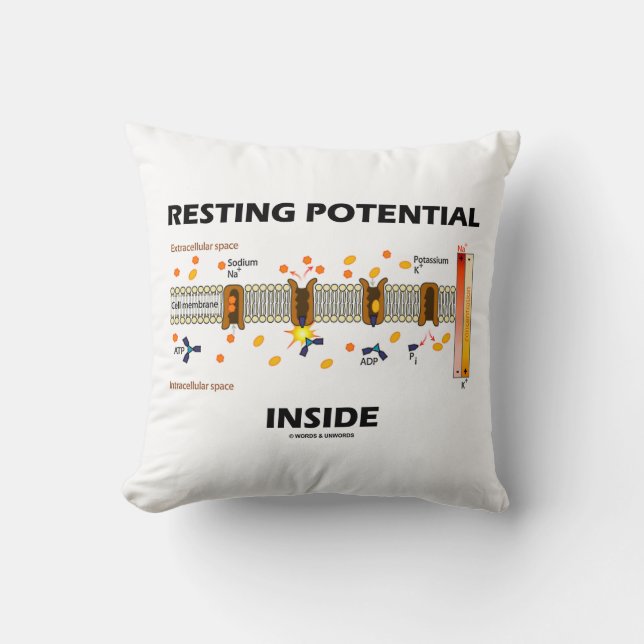 Coussin Intérieur de potentiel au repos (pompe au (Recto)