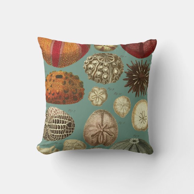 Coussin Intestina et molluscums Linnaei (Recto)