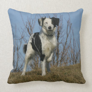 Coussin Jambe de border collie augmentée