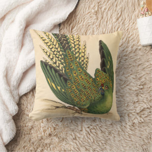 Coussin James Sowerby Parrot terrestre, Psittacus terrestr
