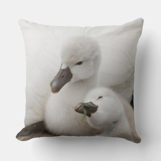 Coussin Jeunes cygnes de cygne muet (Recto)