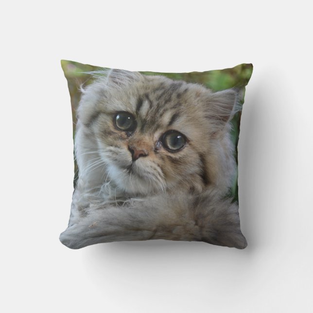 Coussin Joli chaton persan (Recto)
