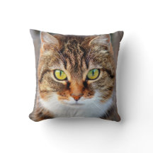 Joli visage de chat aux yeux verts et jaunes