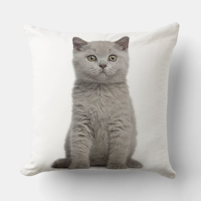Coussin Kitten de Shorthair britannique (10 semaines) 2 (Recto)