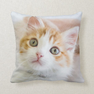 Coussin Kitty observé par bleu doux
