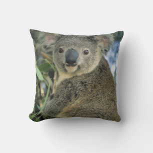Coussin Koala, Phascolarctos cinereus), en danger,