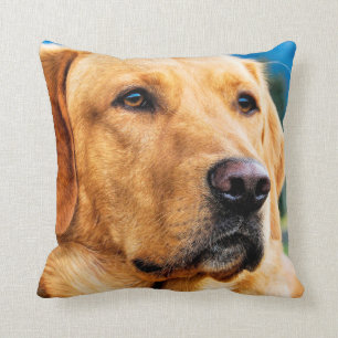 Coussin Labrador retriever d'or