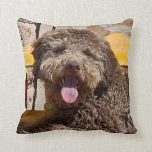 Coussin Lagotto Romagnolo Allongé Sur Un Banc En Bois