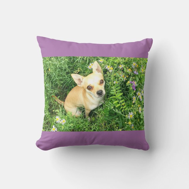 Coussin Le chihuahua violet lance l'oreiller. (Recto)