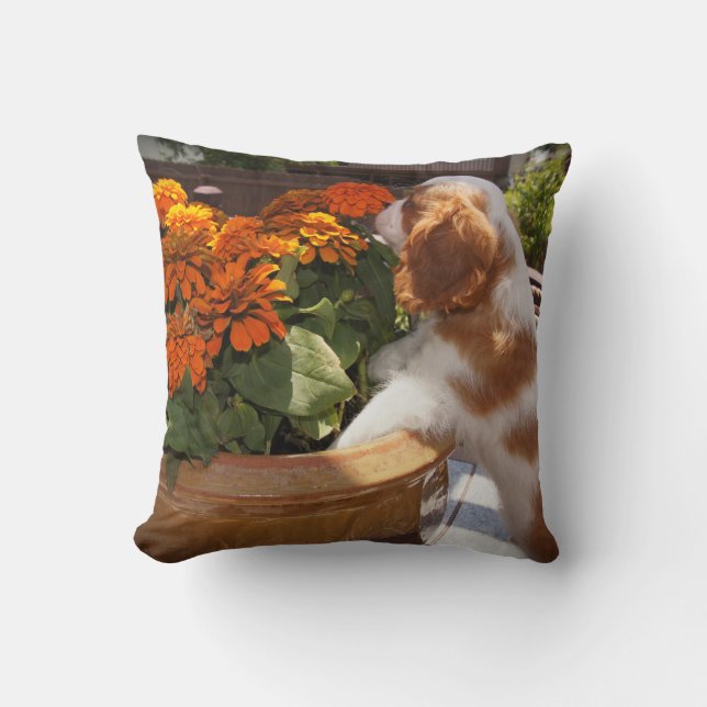 Coussin Le chiot cavalier d'épagneul du Roi Charles sent (Recto)