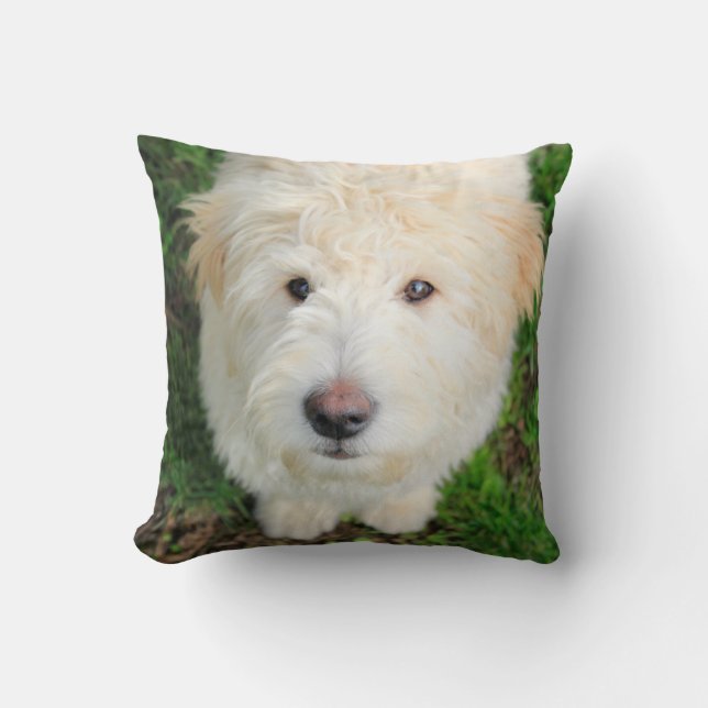 Coussin Le Chiot De Goldendoodle En Regardant La Caméra (Recto)
