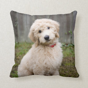 Coussin Le Chiot De Goldendoodle S'Assis Dans L'Herbe