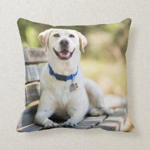 Coussin Le Labrador Jaune Est Sur Le Banc